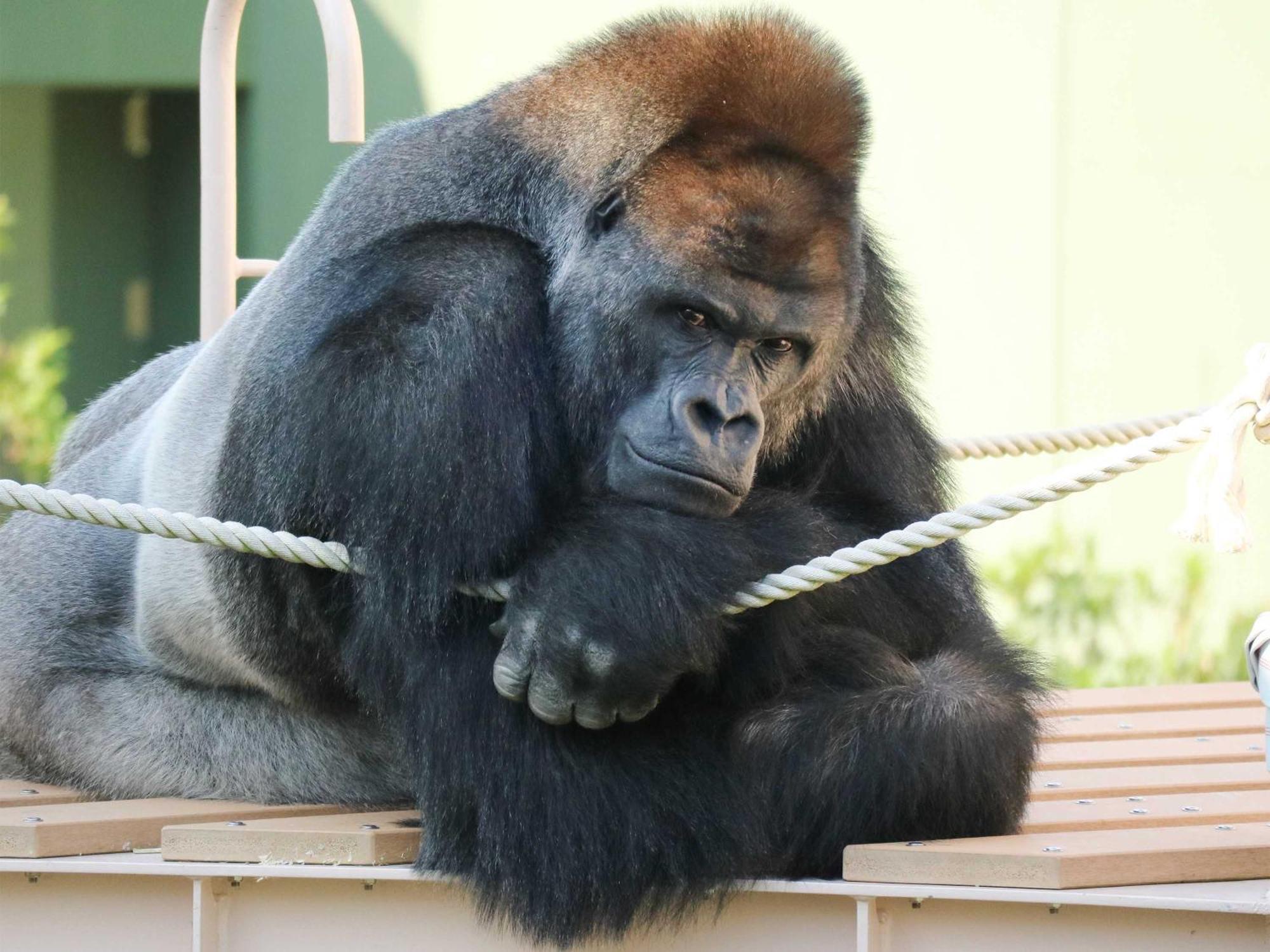 나고야 칸코 호텔 나고야 시 외부 사진 Richard at the San Diego Zoo