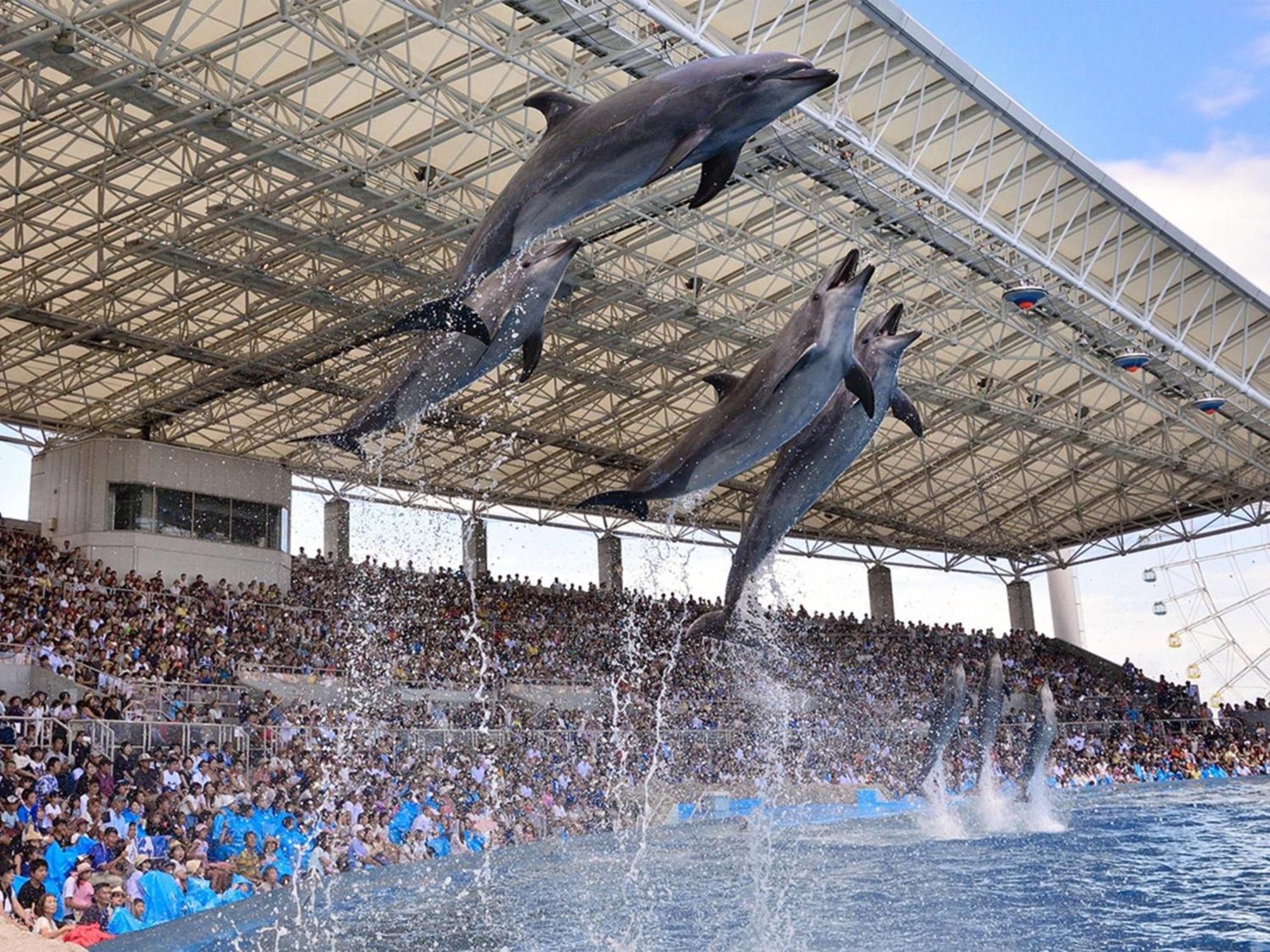 나고야 칸코 호텔 나고야 시 외부 사진 Dolphin show at Dolphinarium
